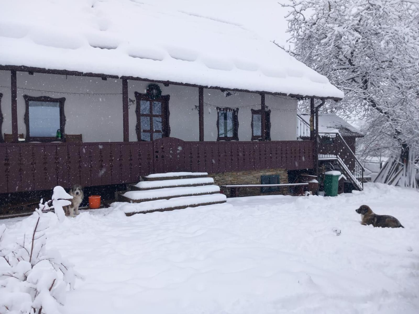 فيلا Casa Bunicilor Ciprian Porumbescu المظهر الخارجي الصورة